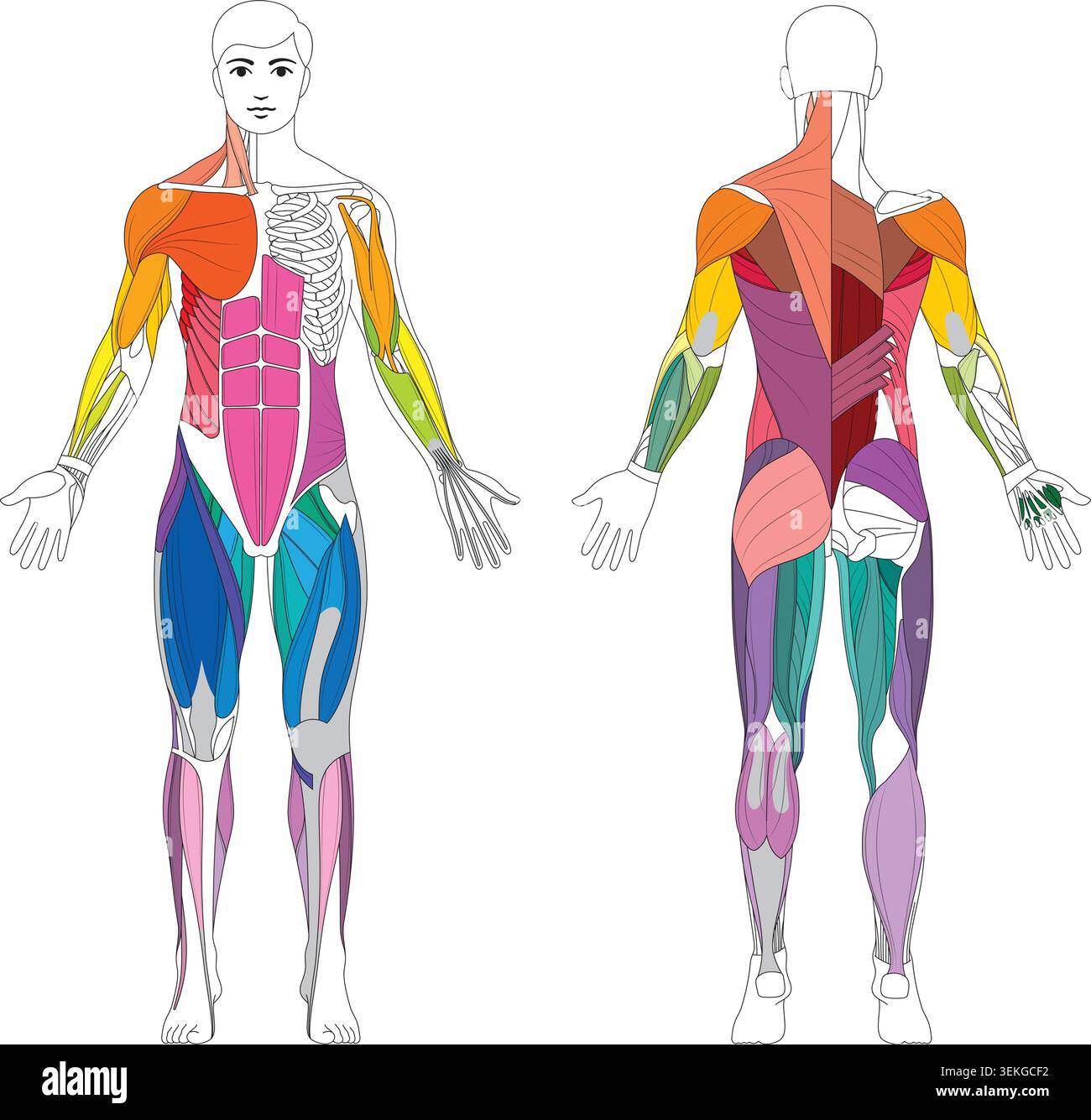 Body Muscle Diagram Front