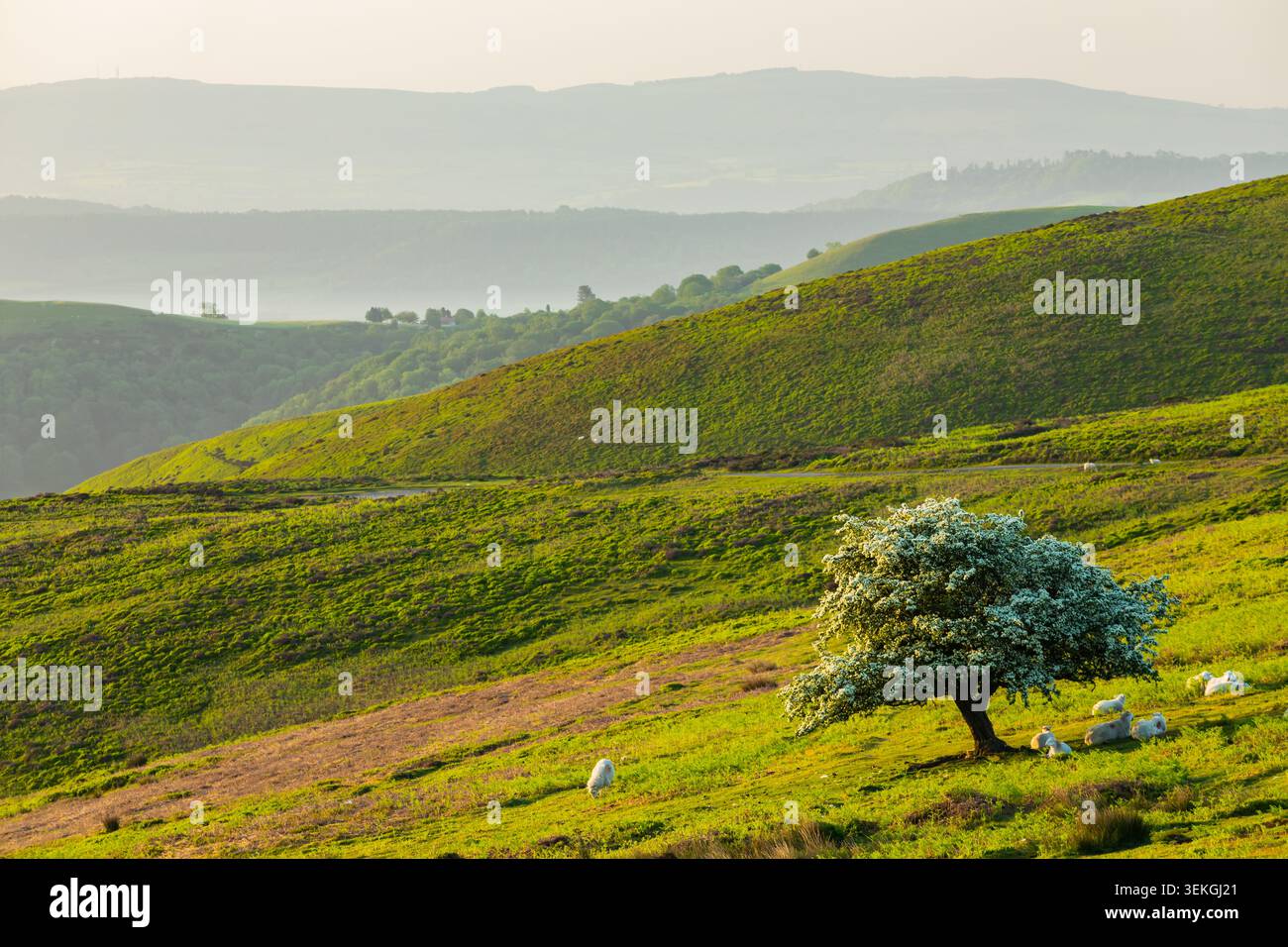 Spring morning at Long Mynd, Shropshire Hills. Stock Photo