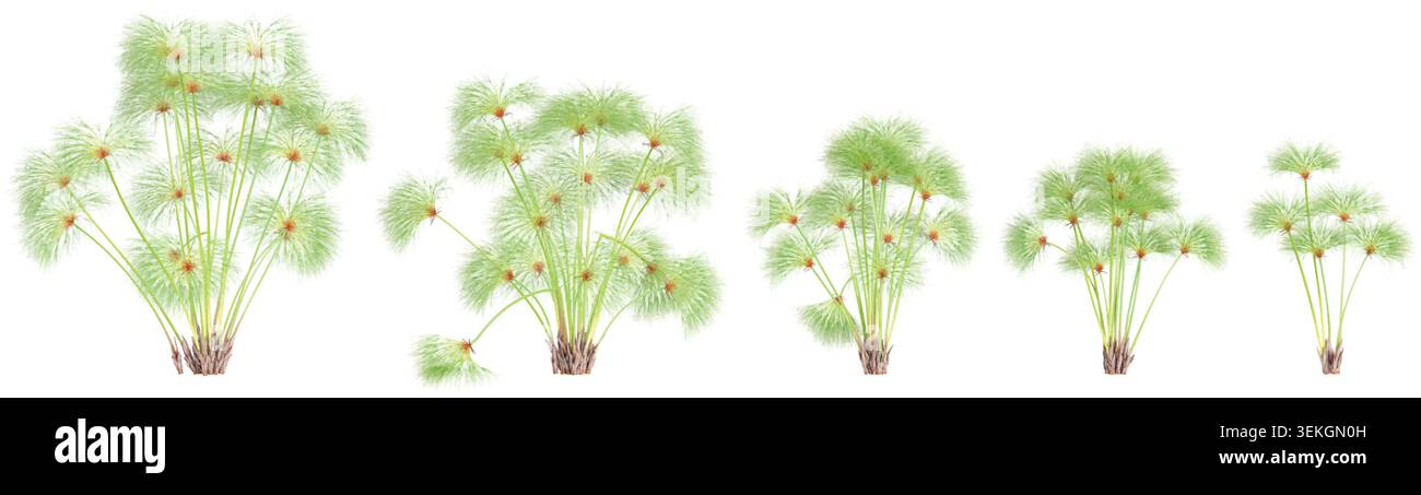 Nile grass isolated on white background Stock Vector