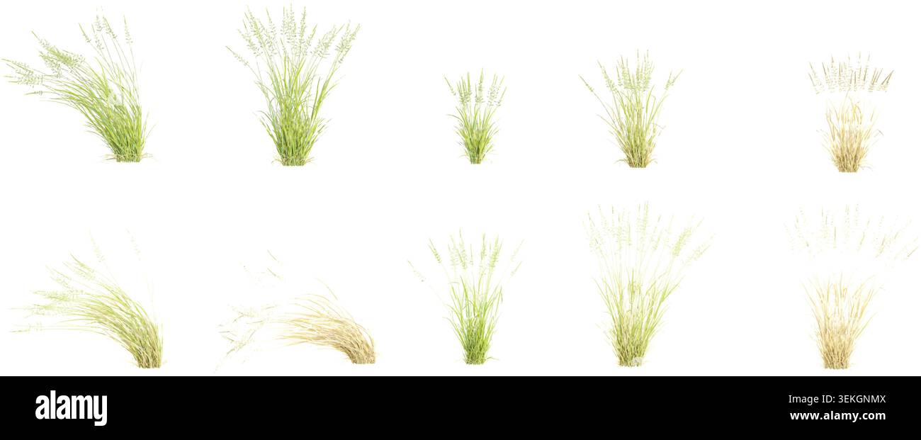 American beachgrass  isolated on white background, tropical trees isolated used for design Stock Vector