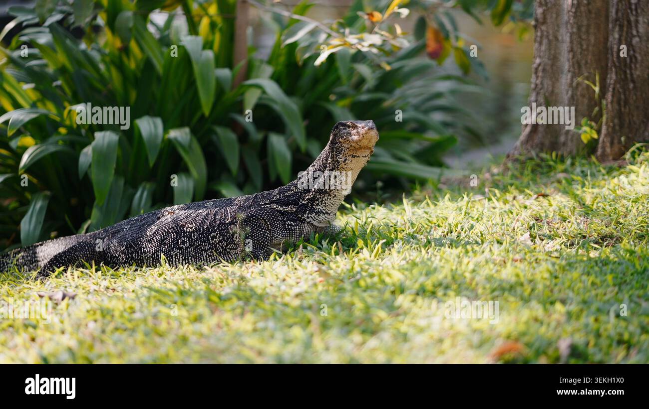Asian water monitor lizard resting on sunlit grass in a tropical park Stock Photo