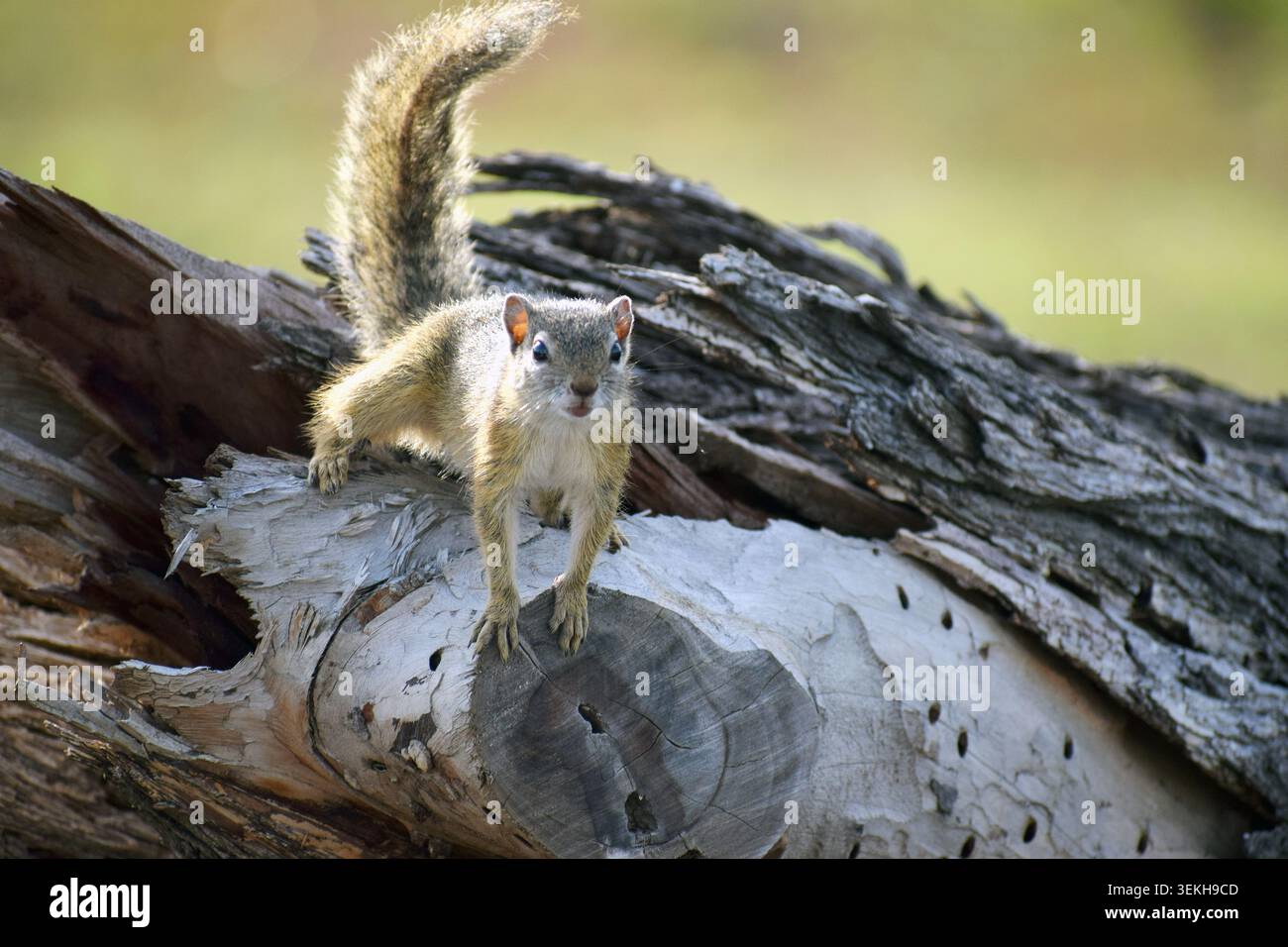 Tree Squirrel Stock Photo