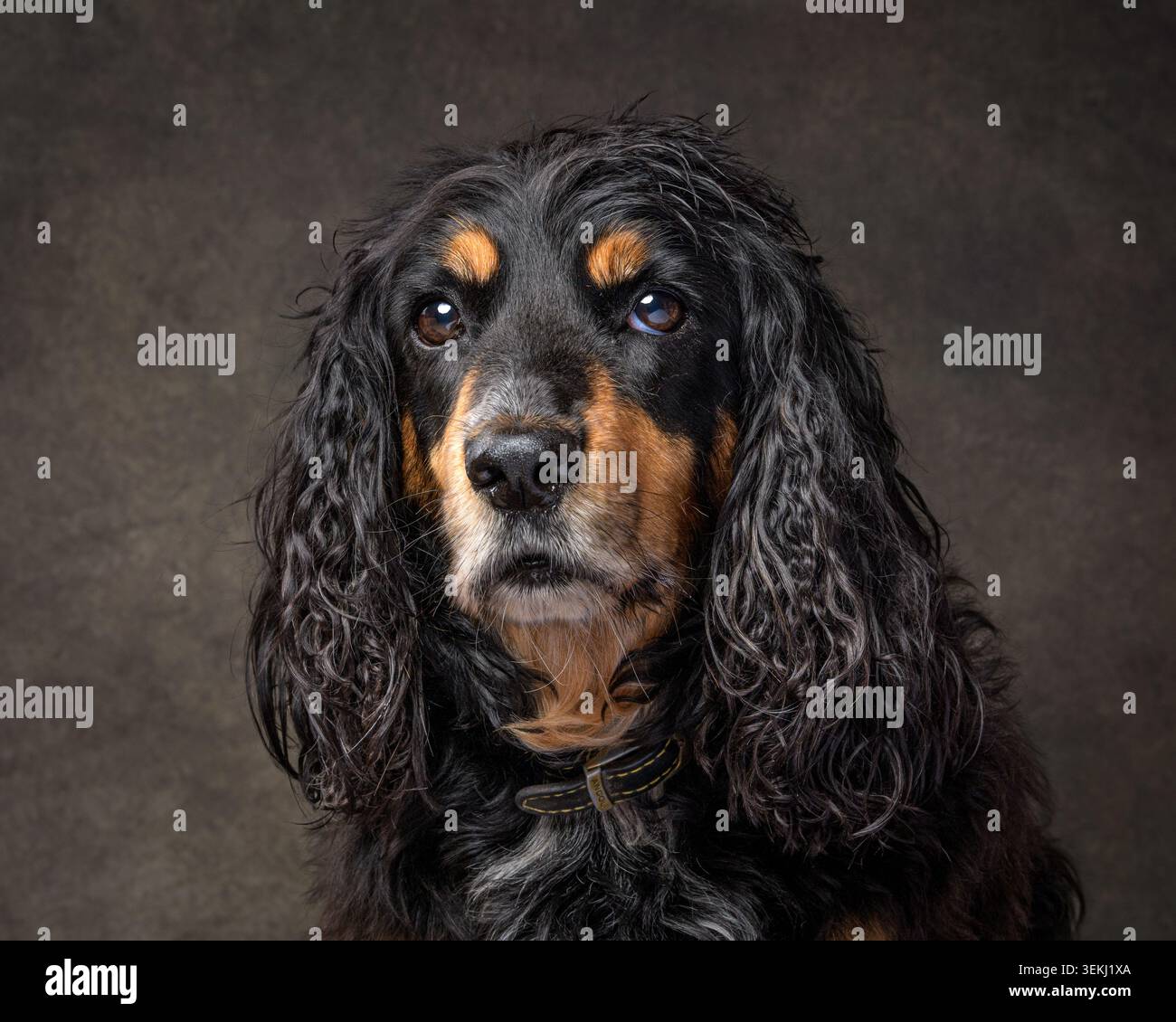 Studio portrait of Black and Tan Cocker Spaniel Stock Photo