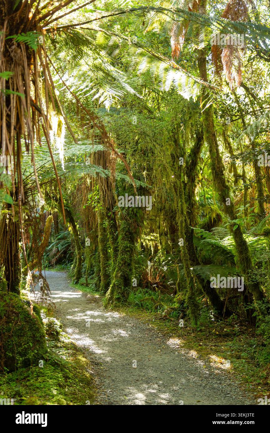 New zealand silver ferns hi-res stock photography and images - Alamy