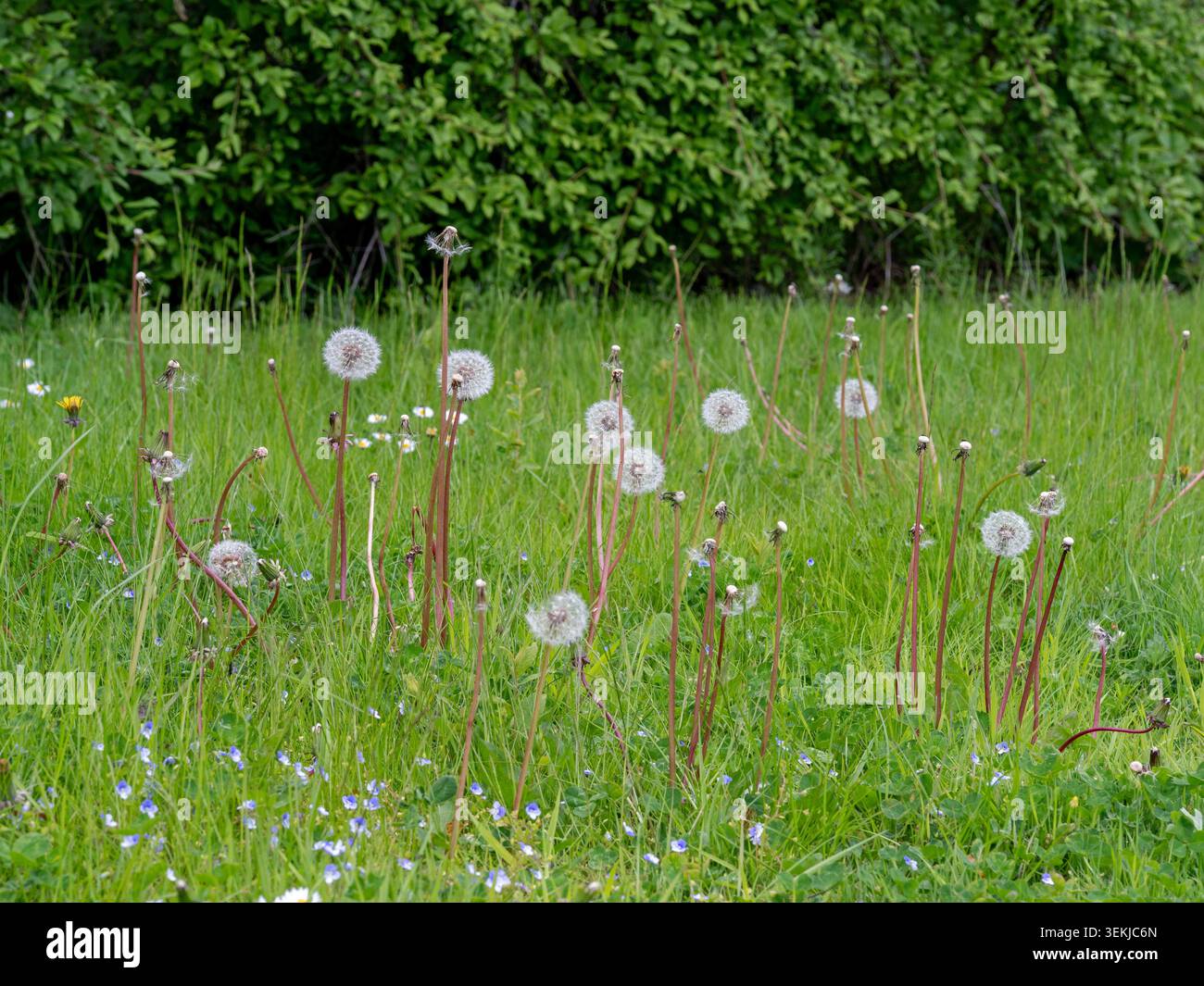 Dandelion seed heads in a grass meadow Stock Photo