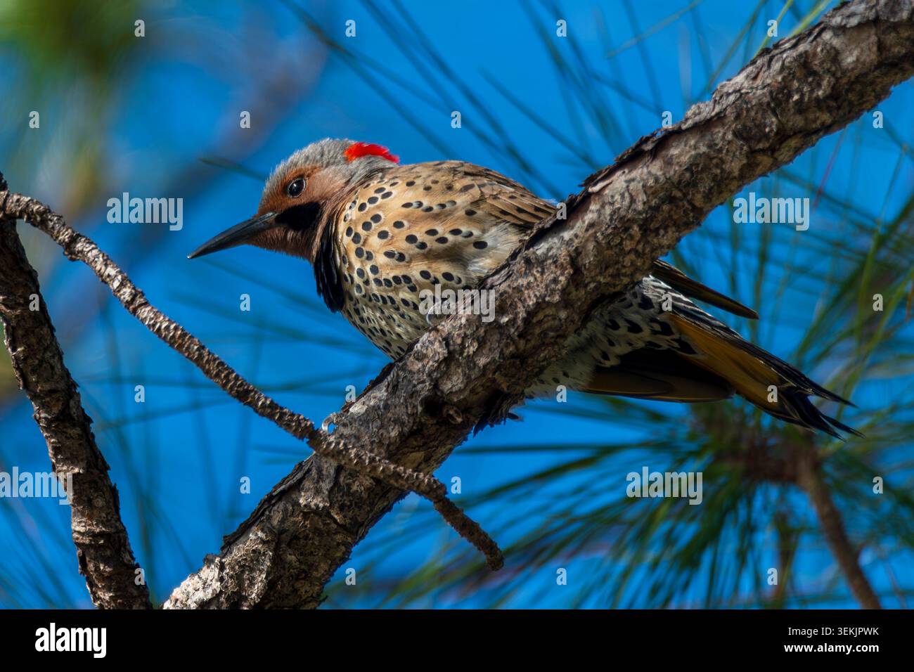 Portrait of a northern flicker in a pine tree Stock Photo