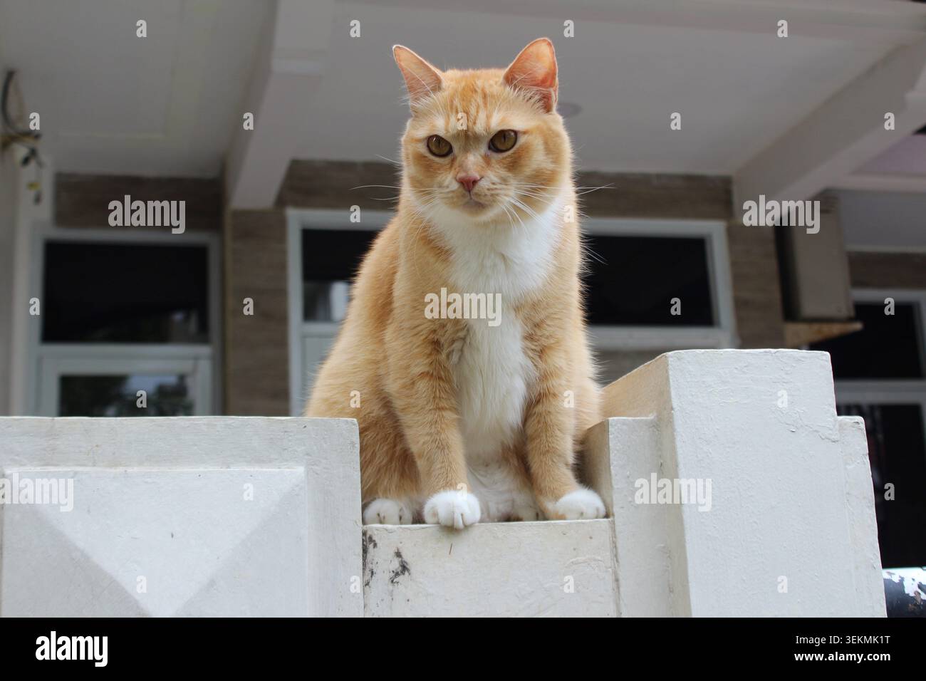 Yellow cat sit on the wall while looking at sideways Stock Photo