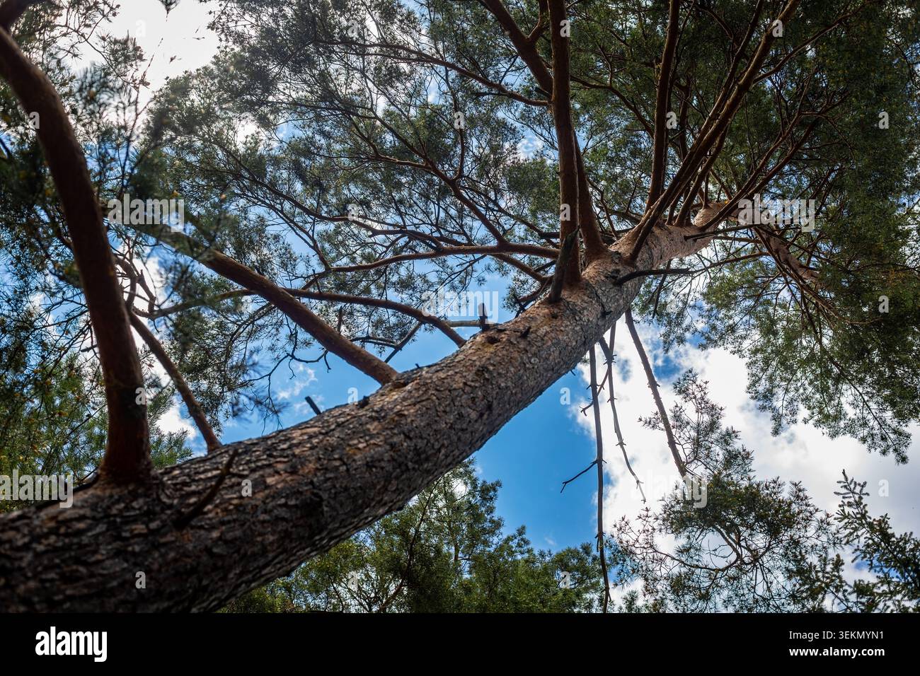 Pine tree canopy viewed from below. Low angle view looking up a tall pine tree trunk toward branching green canopy and blue sky. Stock Photo