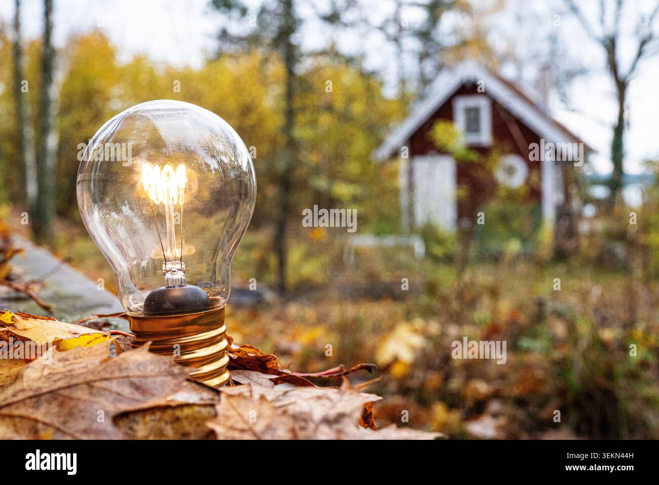Glowing light bulb kept on maple leaves in back yard Stock Photo