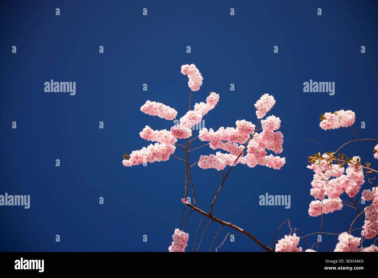 View of pink cherry blossoms against clear blue sky Stock Photo