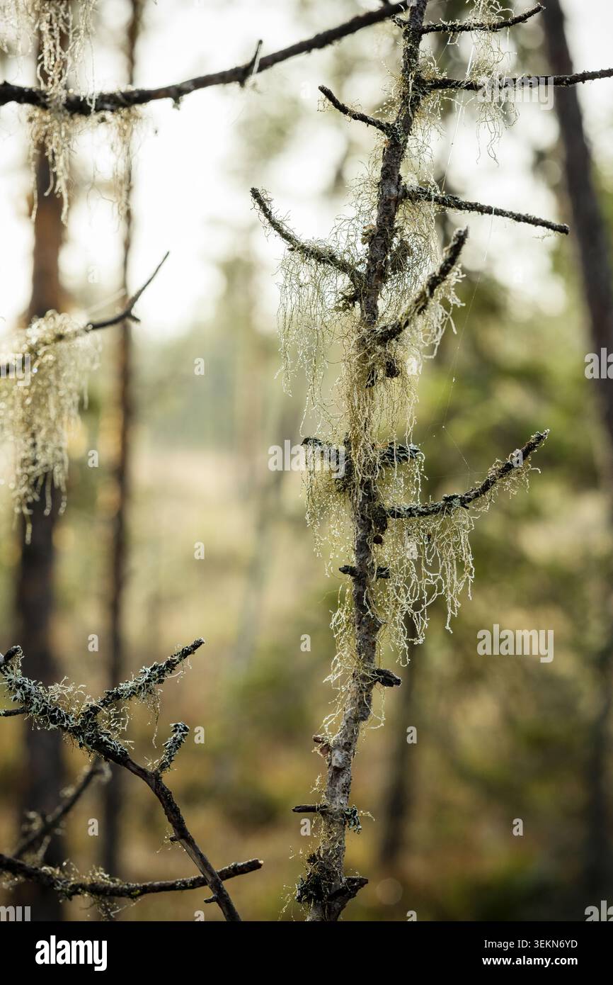 Lichens on tree branches in forest Stock Photo