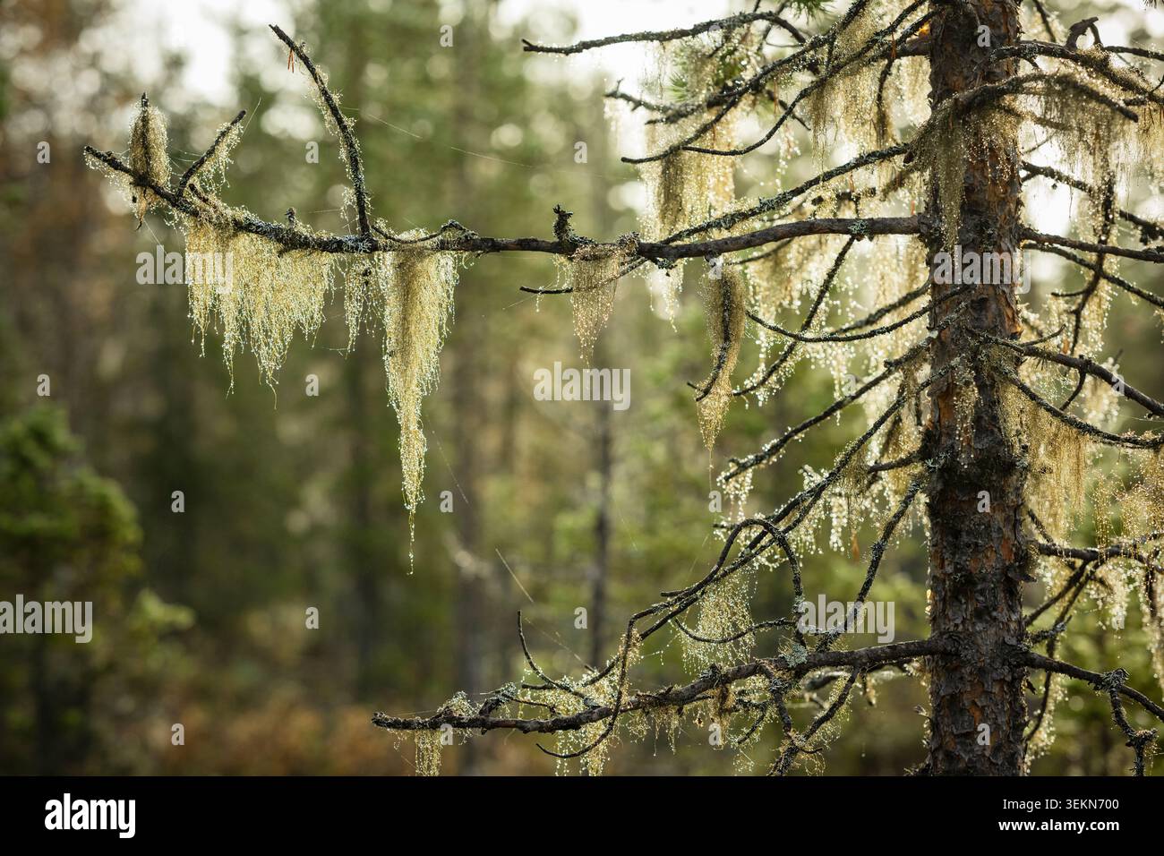 Lichens growing on tree in forest Stock Photo
