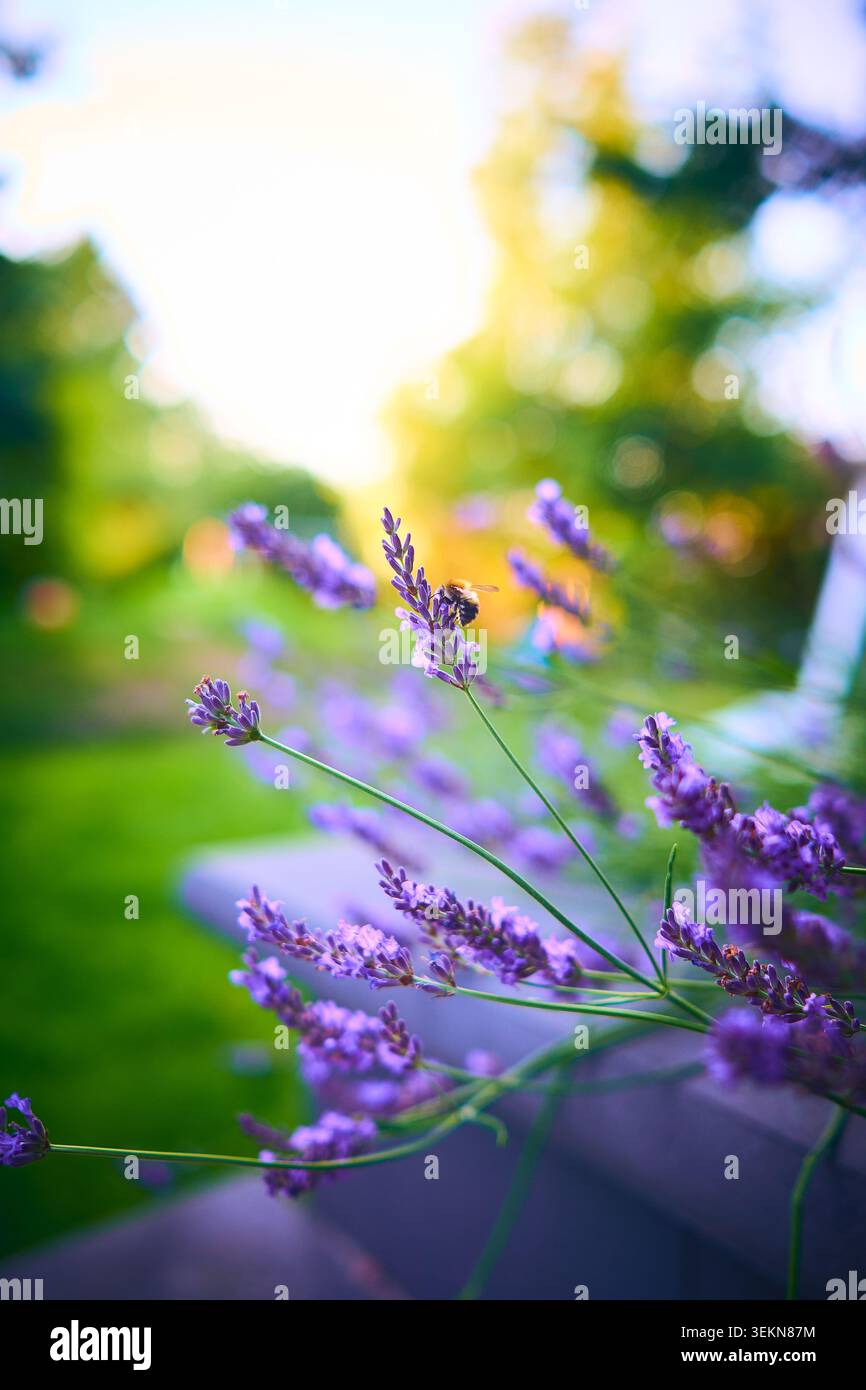 Soft focus lavender hi-res stock photography and images - Alamy
