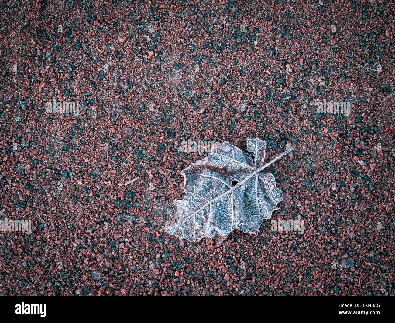 Frozen maple leaf fallen on grainy ground Stock Photo