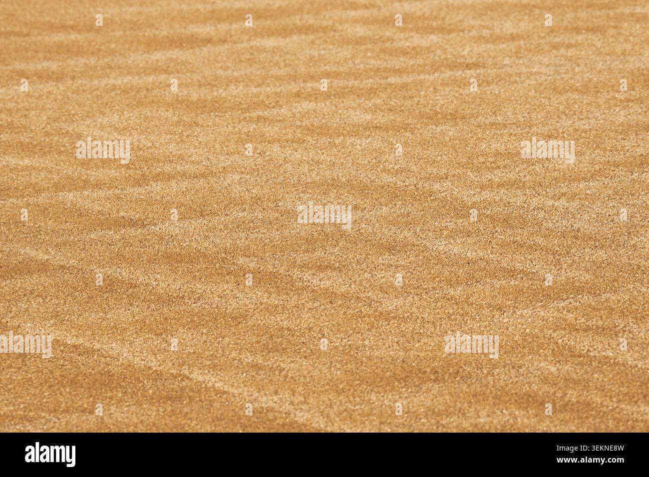 Wind patterns on golden sand surface creating textured background in natural environment Stock Photo