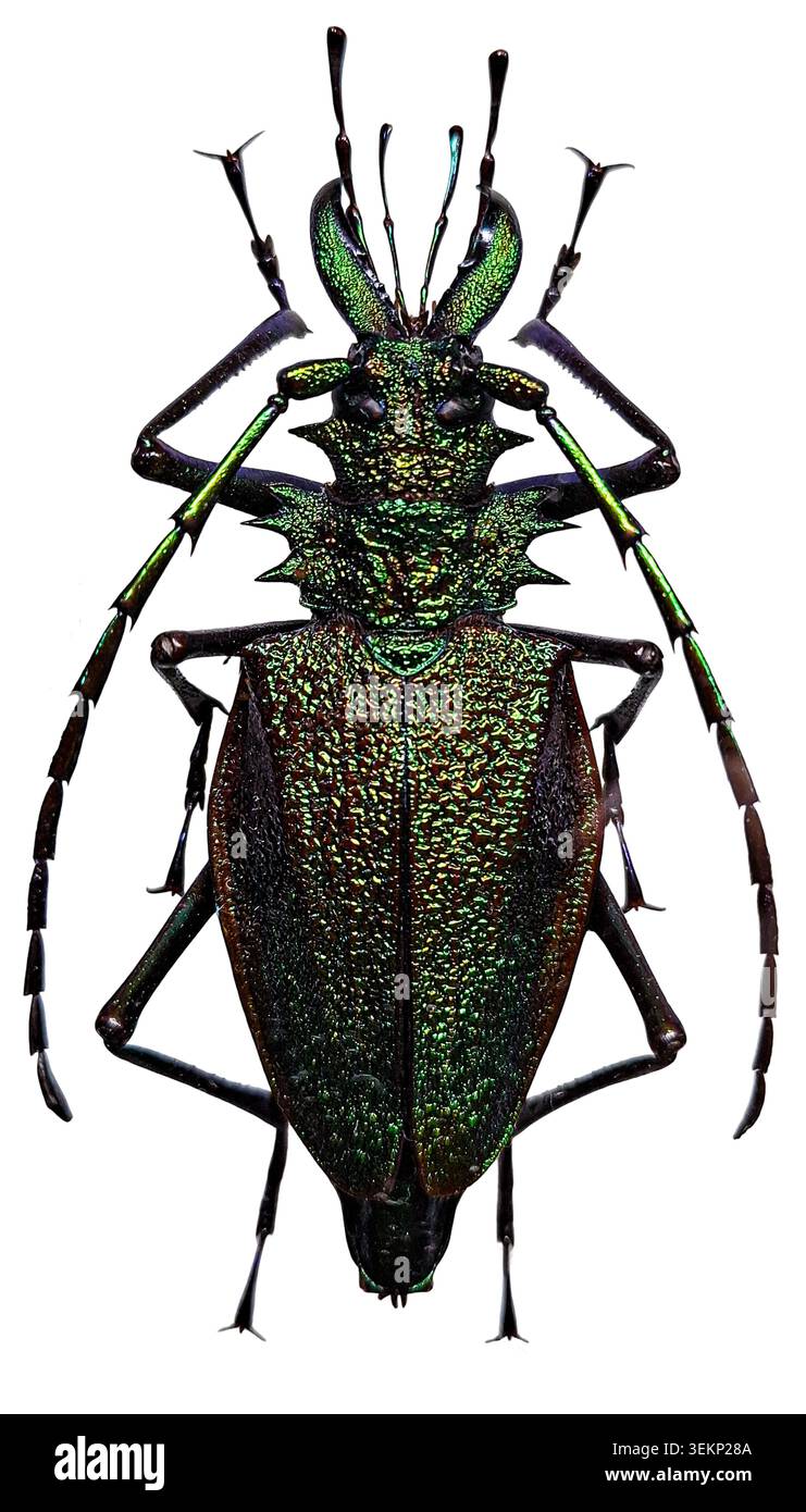 Psalidognathus hi-res stock photography and images - Alamy