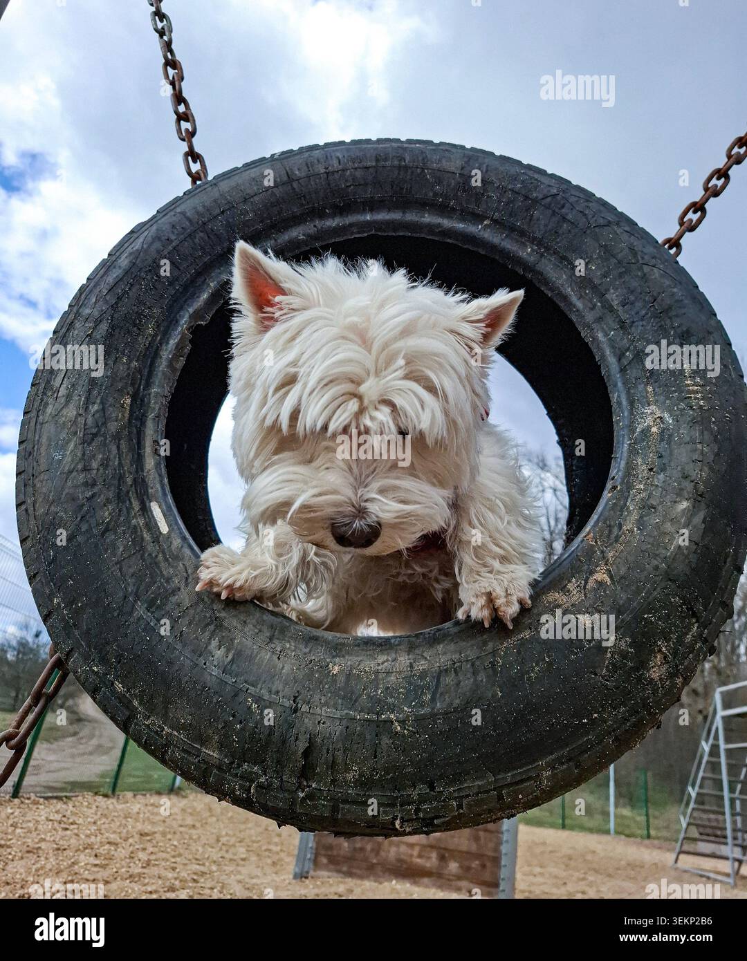 Swing dog hi-res stock photography and images - Alamy