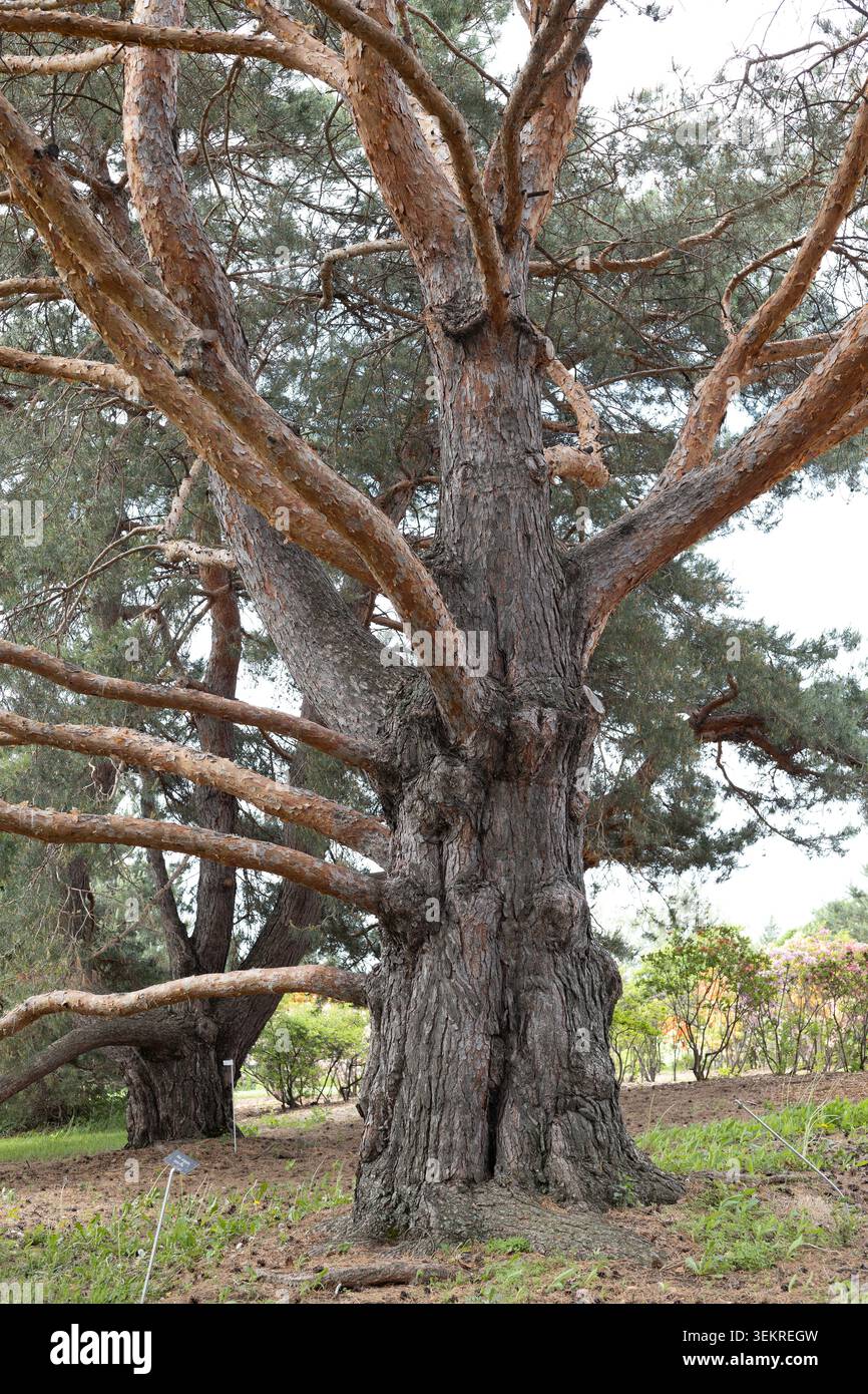 Pinus sylvestris - Scots pine tree. Stock Photo