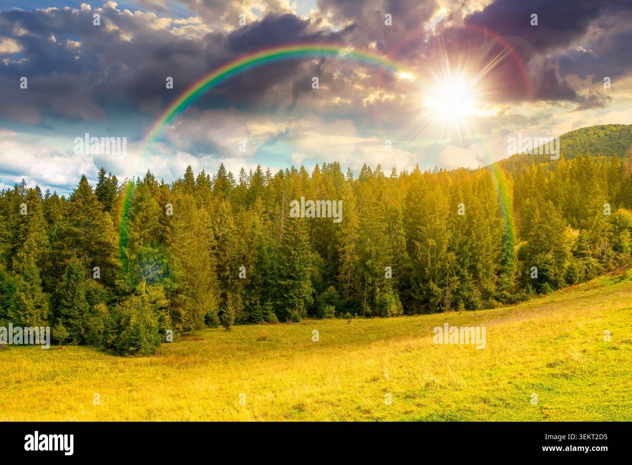 sunset over nature scenery with coniferous forest in mountain. carpathian landscape with spruce woodland on the hill. ukraine nature background in ear Stock Photo