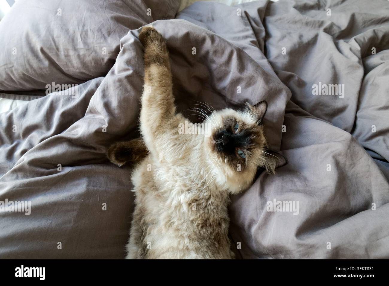 Ragdoll cat lying on back in bed with paw raised Stock Photo