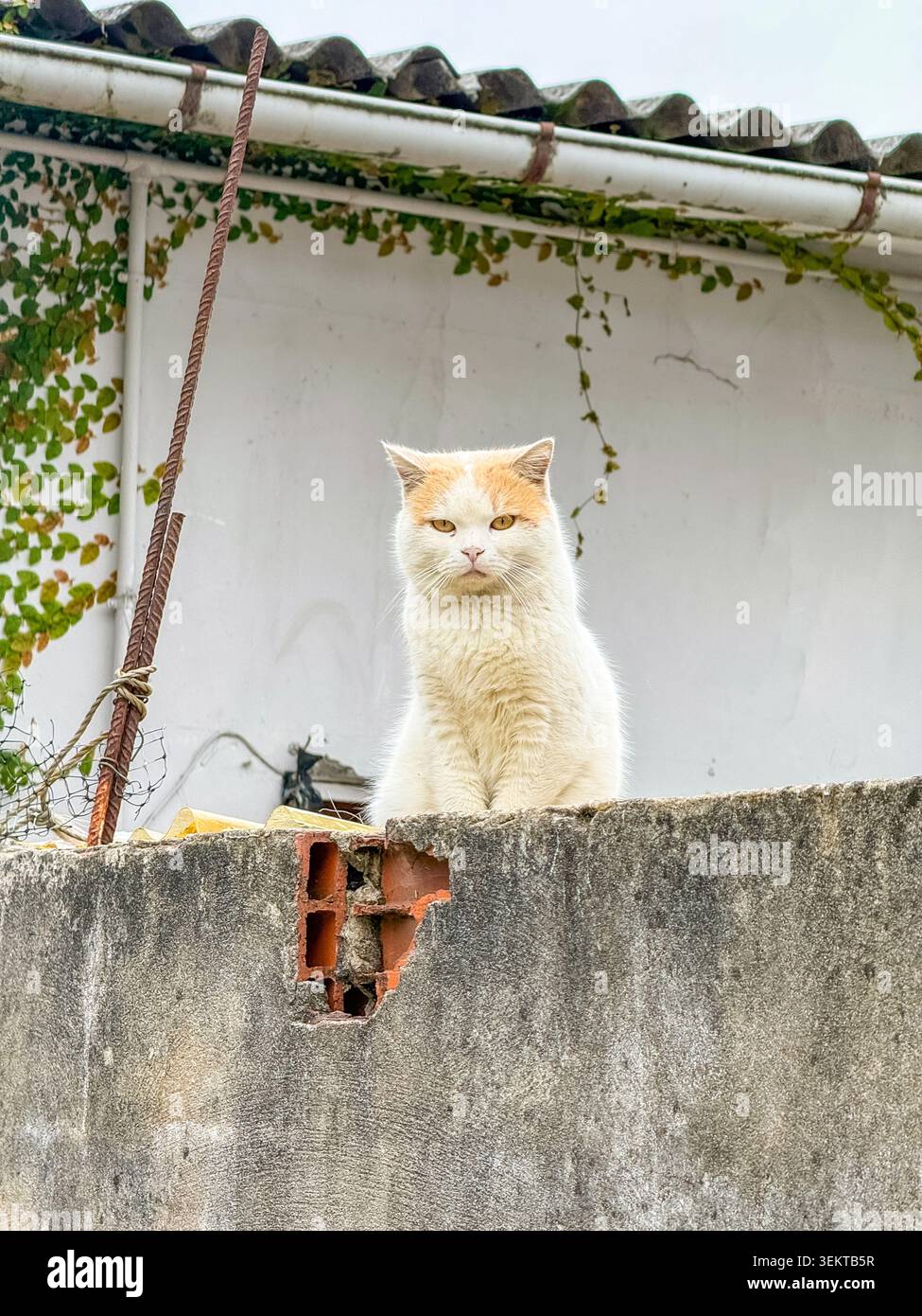 White and Ginger Cat Sitting on a Concrete Wall Stock Photo