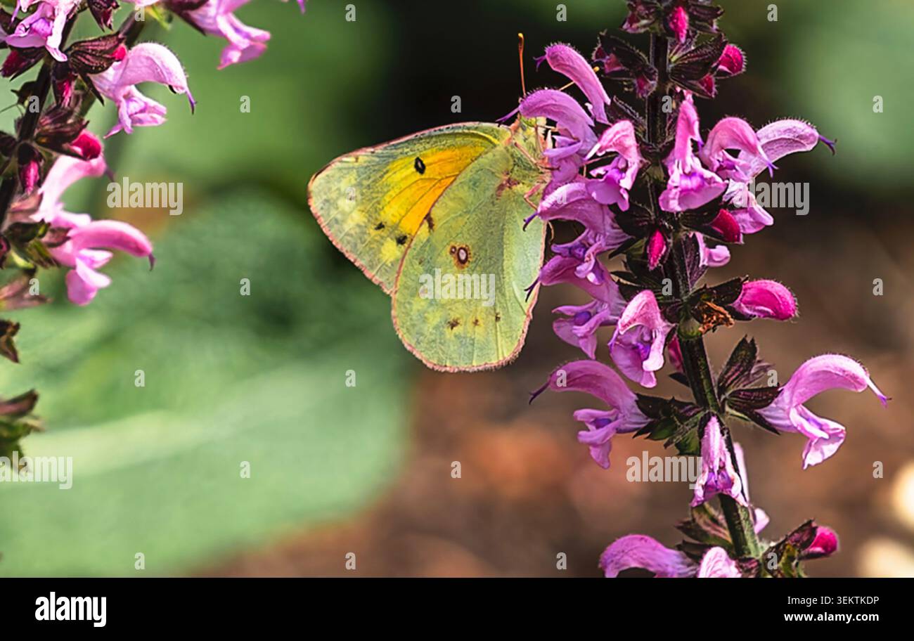 A Clouded Yellow Butterfly on a flower Stock Photo