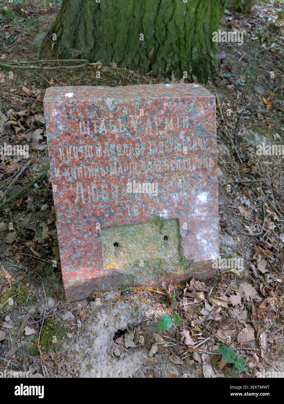 MALA WIES, POLAND - [21.06.2025]: A historical red granite memorial stone from World War I (1914) located in the forest of the Mala Wies Palace estate. The monument features a Cyrillic inscription, which is a rarity in Poland. The engraved text translates to: "Staff of the V Army to Prince Zdzislaw and Princess Maria Lubomirski 1914". This artifact serves as a token of gratitude and bears witness to a surprisingly friendly relationship between the army of the Russian Empire—one of Poland's partitioners—and the local Polish nobility during the conflict. A missing rectangular metal plaque is als - Smartphone Captured Stock Image