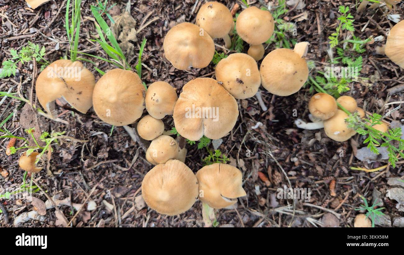 Fairy Ring Champignon Mushrooms Growing in Dirt - Smartphone Captured Stock Image