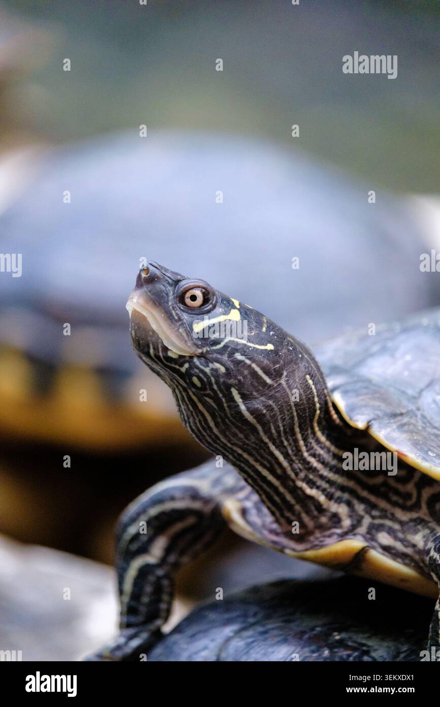 Map turtle showing detail of its head and neck patterns in a close-up view Stock Photo