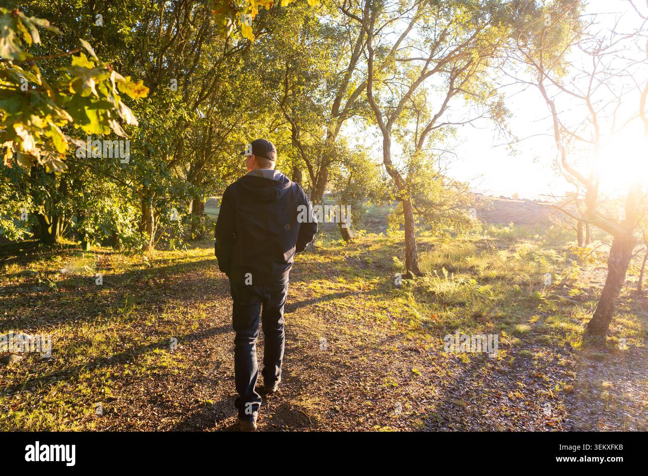 Man walking on a trail through golden autumn woods with sunlight streaming Stock Photo