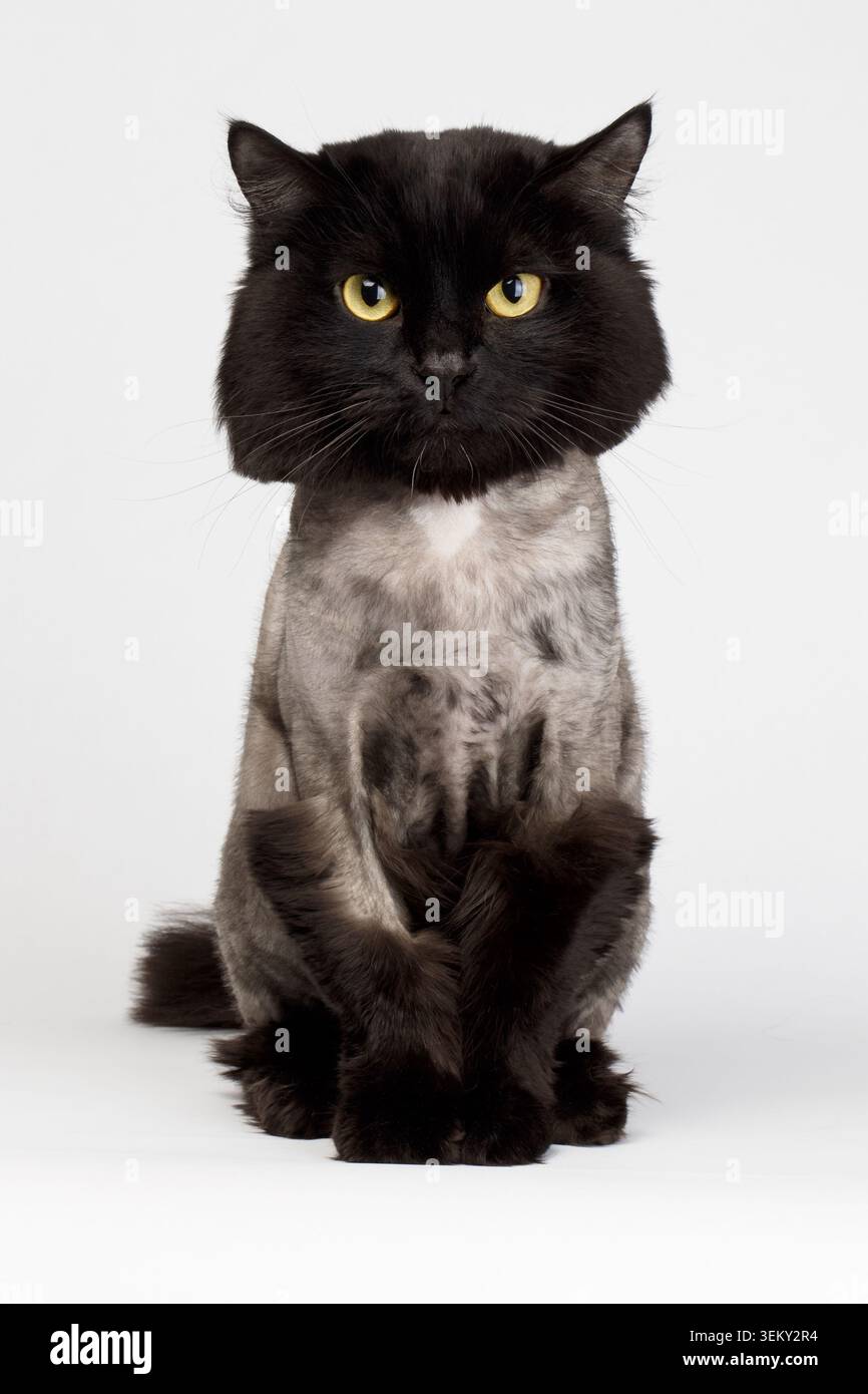 shaved black cat isolated on white background Stock Photo