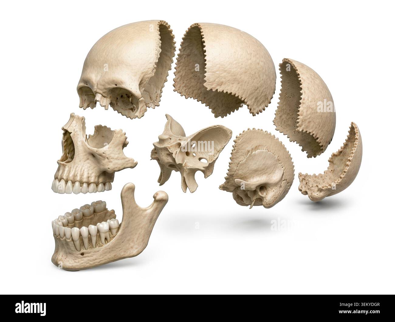 Detailed medical illustration of exploded human skull anatomy showing ...