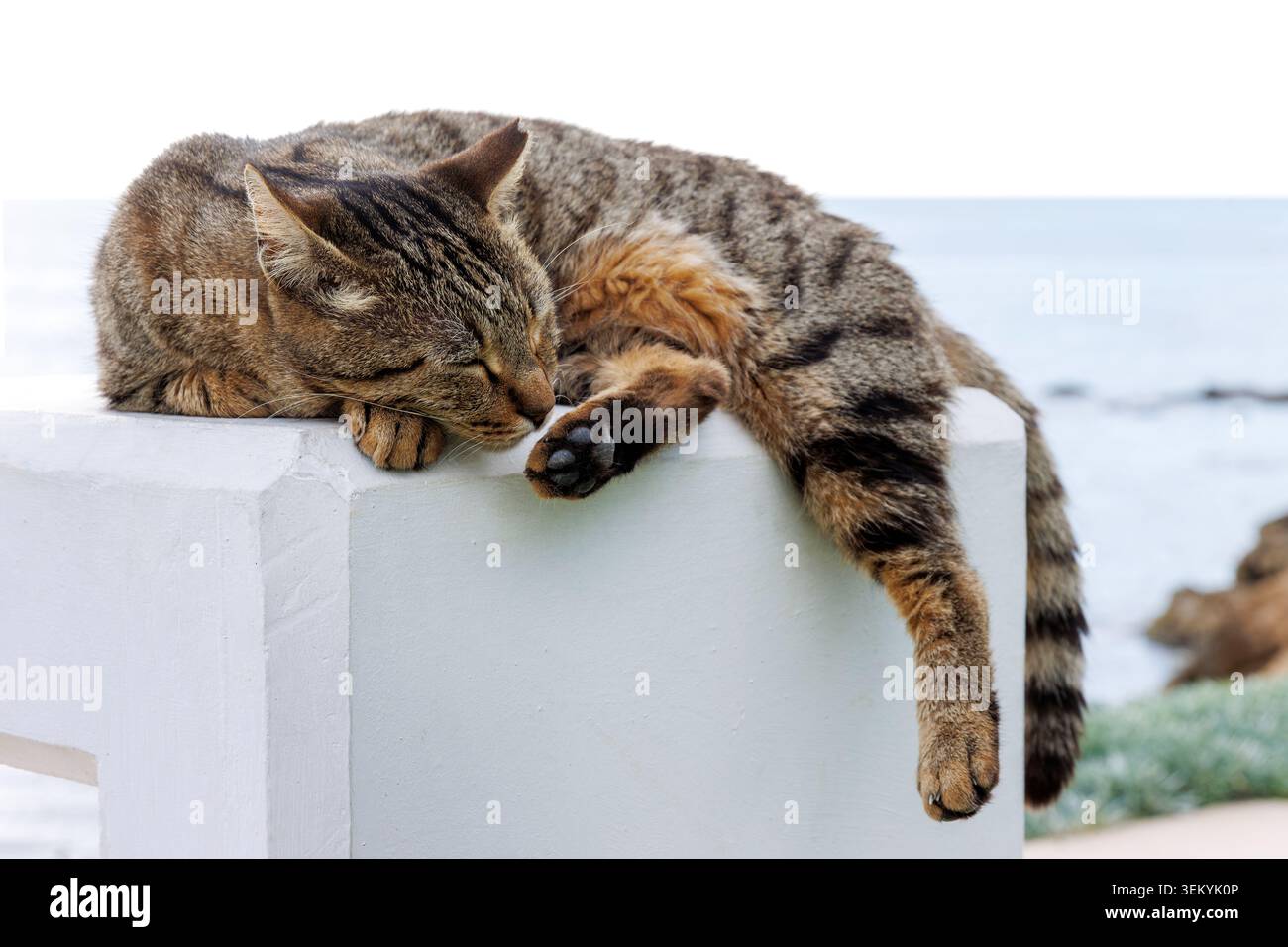 Tabby cat sleeping on a white concrete pedestal near the sea in Paphos, Cyprus, with tail and paw hanging over the edge. Stock Photo