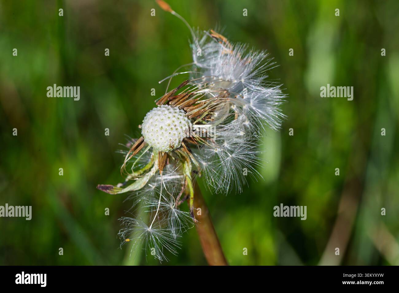 Close up of a Dandelion clock . Quebec,Canada. Stock Photo