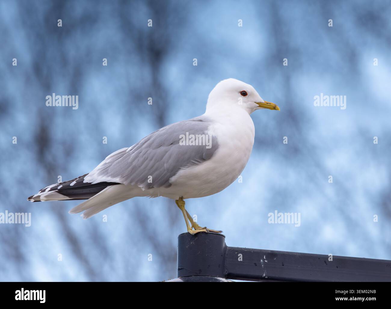 Common gull Stock Photo