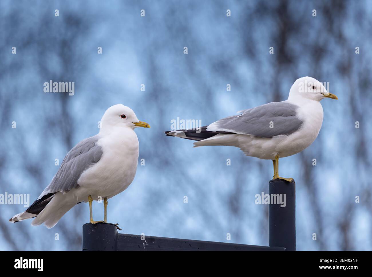 Common gull Stock Photo