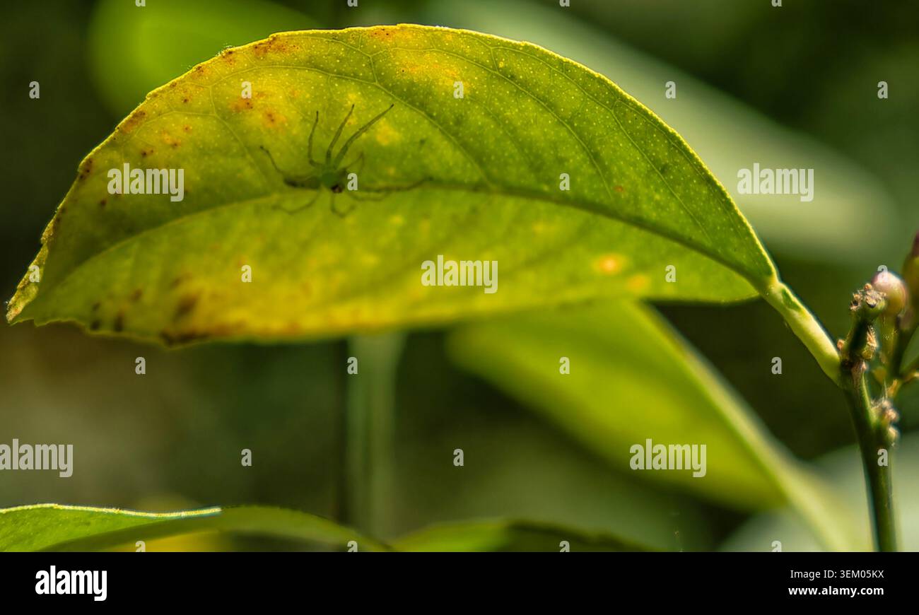 A Green Lynx Spider on a Citrus Tree leaf. Stock Photo