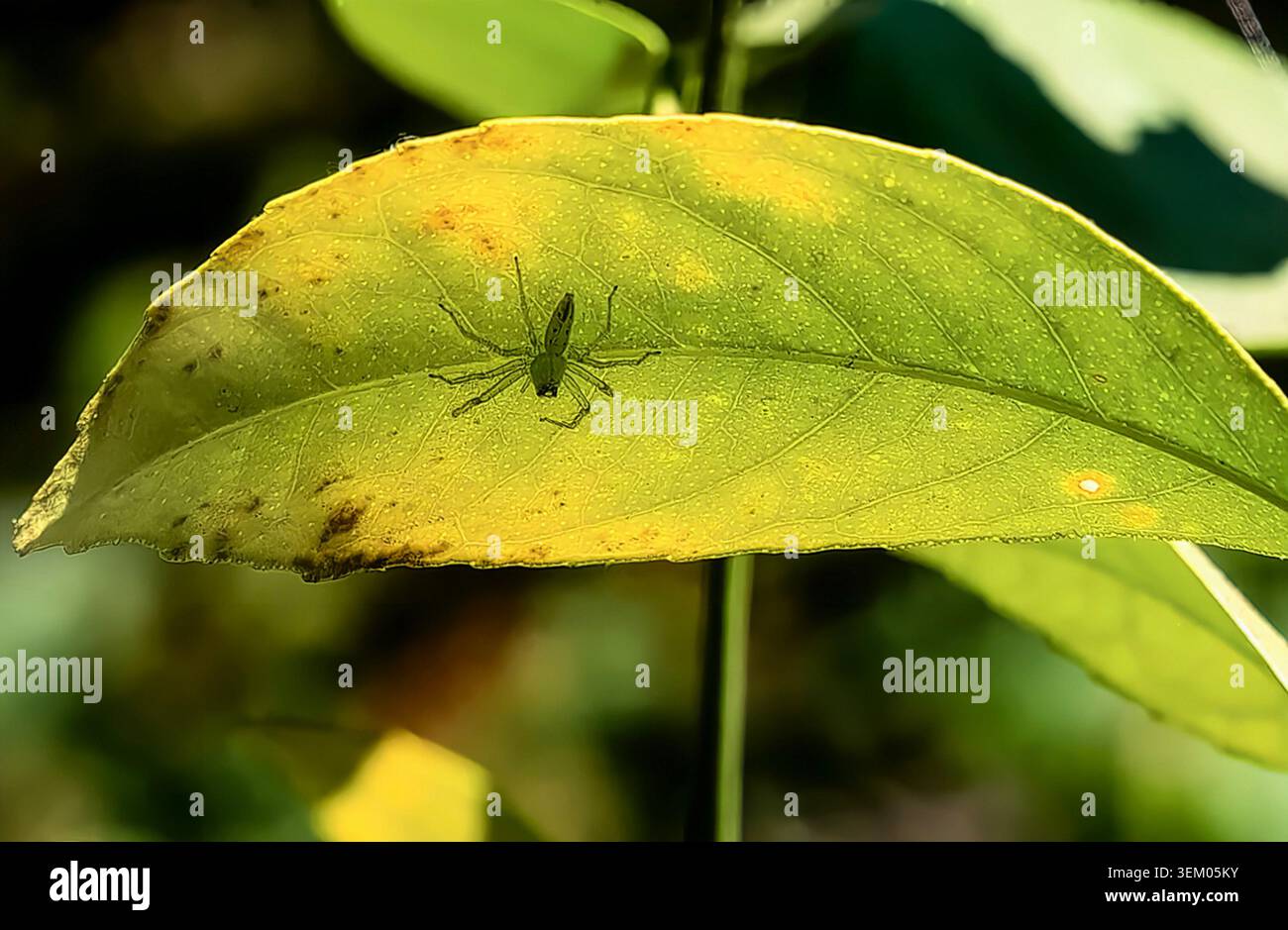 A Green Lynx Spider on a Citrus Tree leaf. Stock Photo