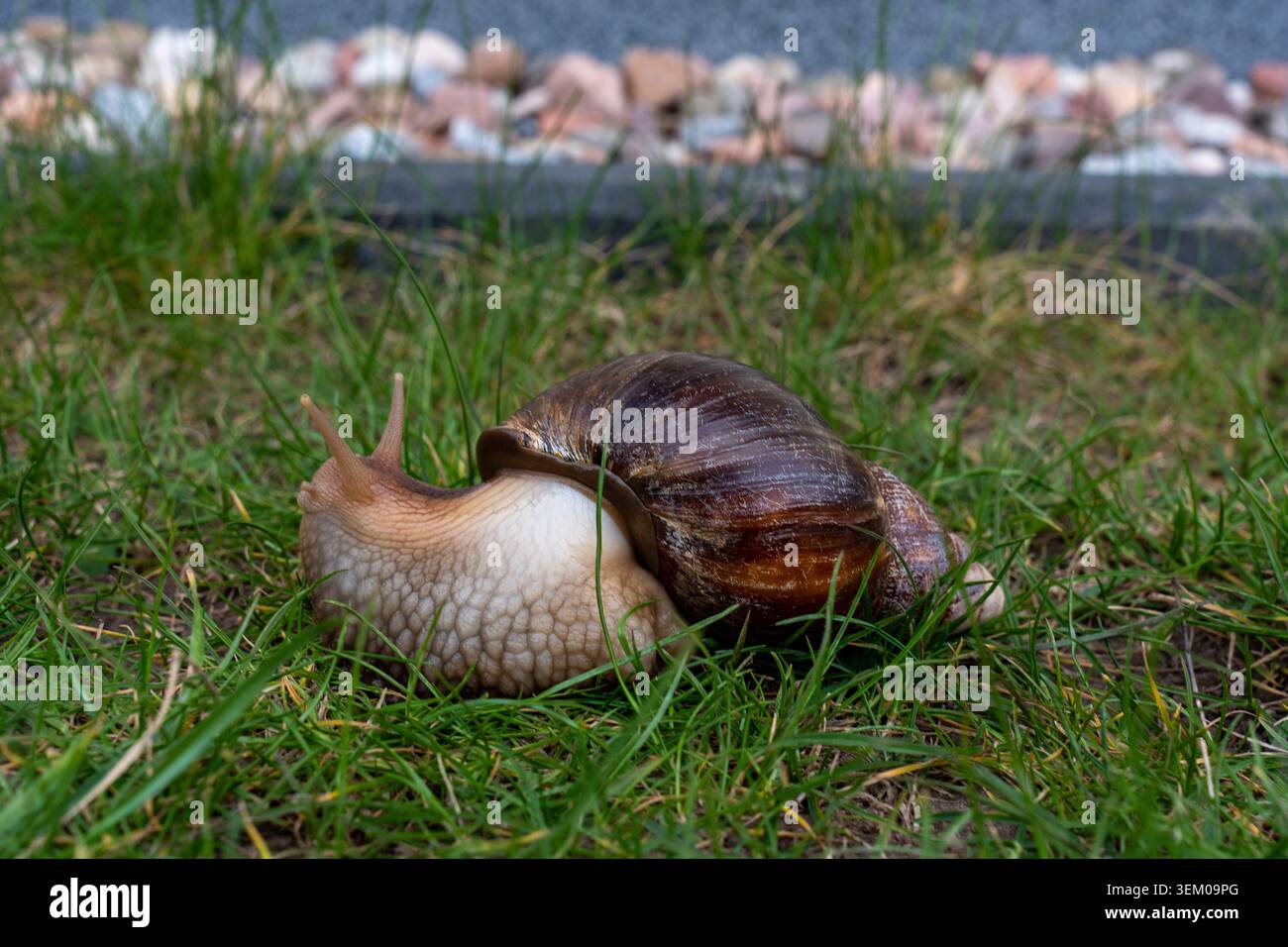 Giant African land snail Achatina crawling through green grass lawn in ...