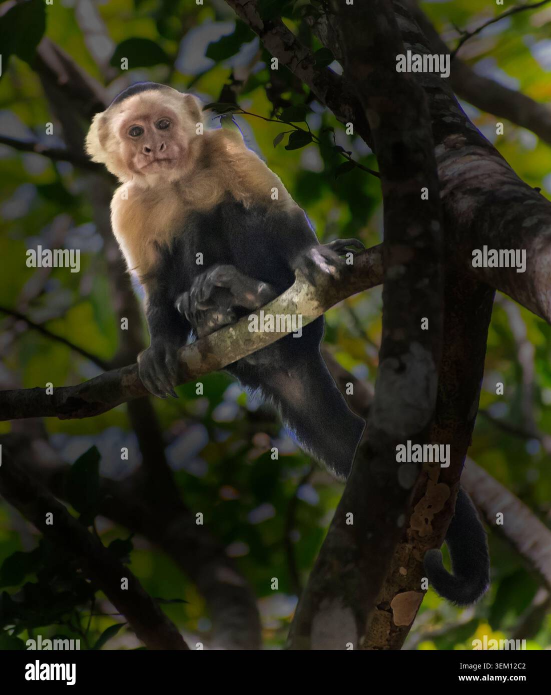 White-headed Capuchin monkey (Cebus capucinus), Curu National Wildlife Refuge, Costa Rica Stock Photo