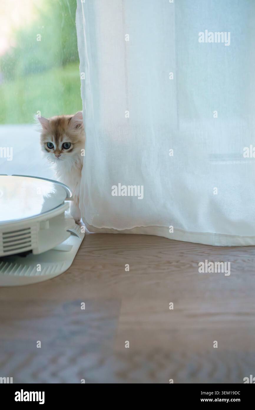A British long-haired kitten. Stock Photo