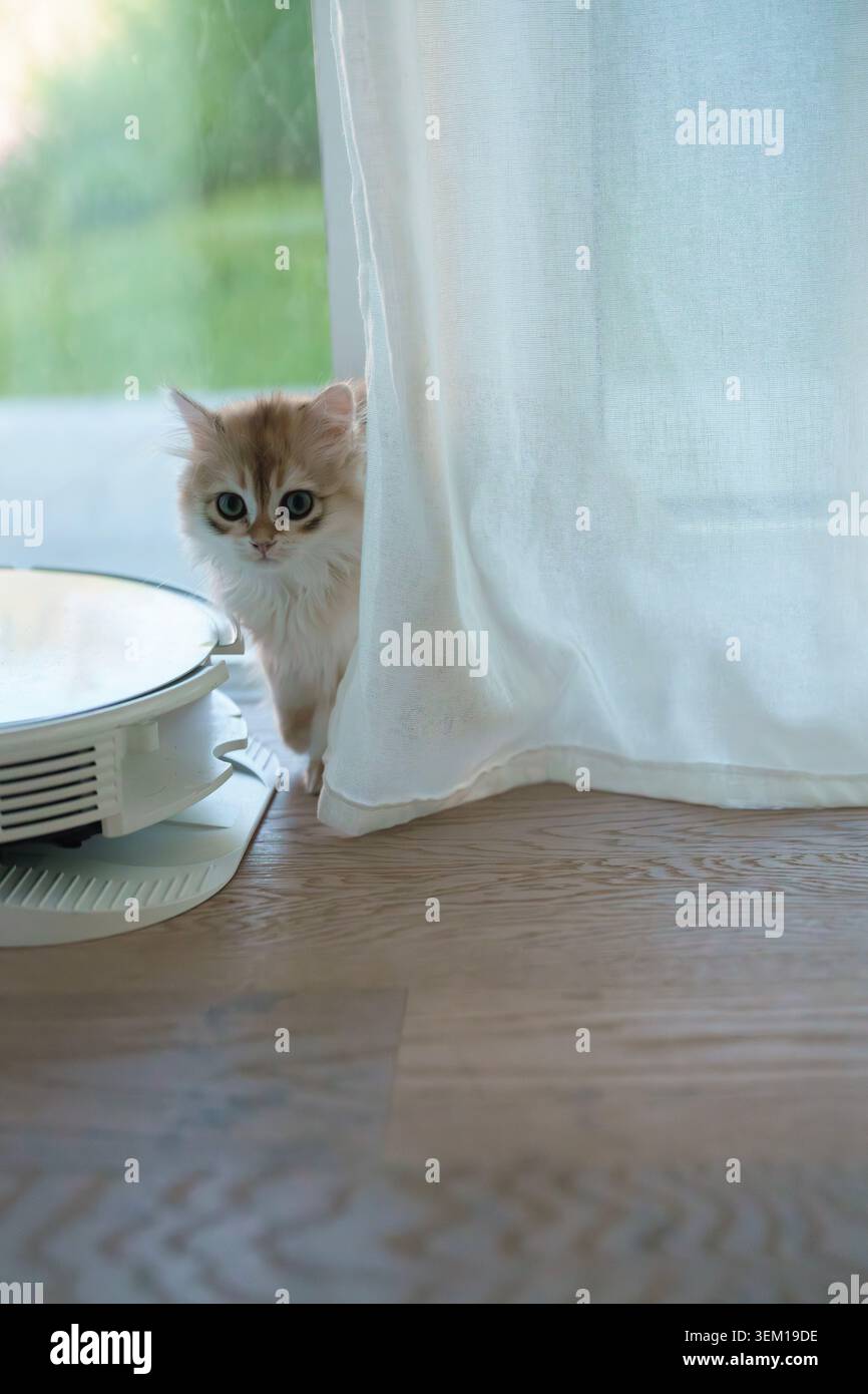 A British long-haired kitten. Stock Photo