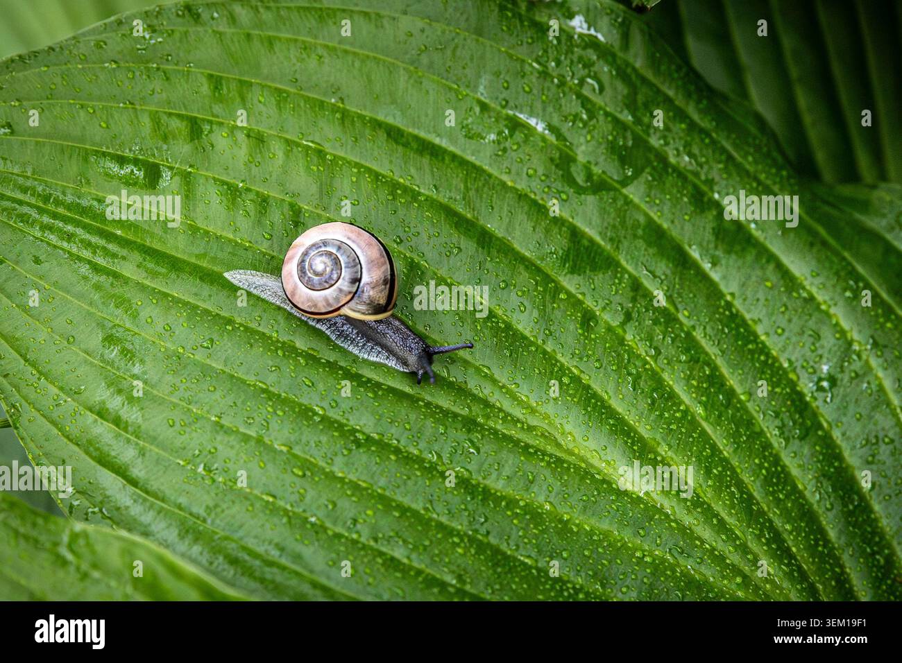Snail on a green leaf Stock Photo