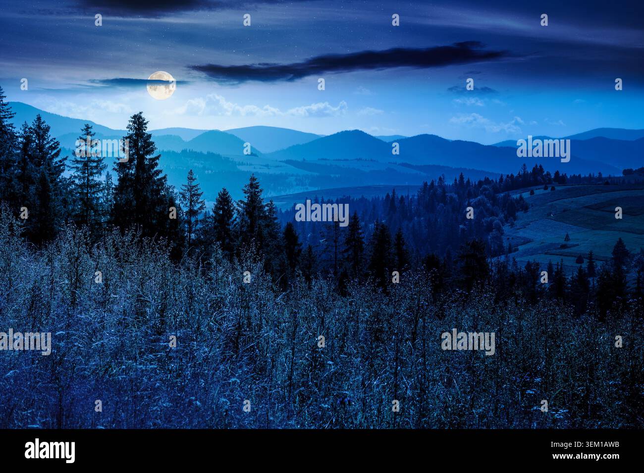fir trees on a meadow down the will to coniferous forest in mountains of Ukraine at night. full moon over nature background of carpathian mountain lan Stock Photo
