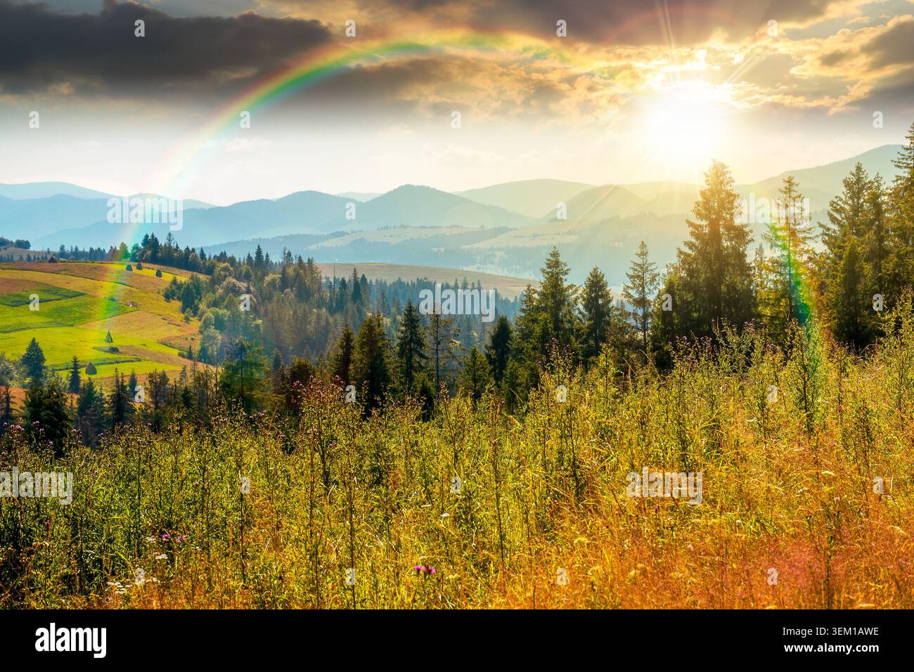 sunset over fir trees on a meadow down the will to coniferous forest in sunny mountains of Ukraine. nature background of carpathian mountain landscape Stock Photo