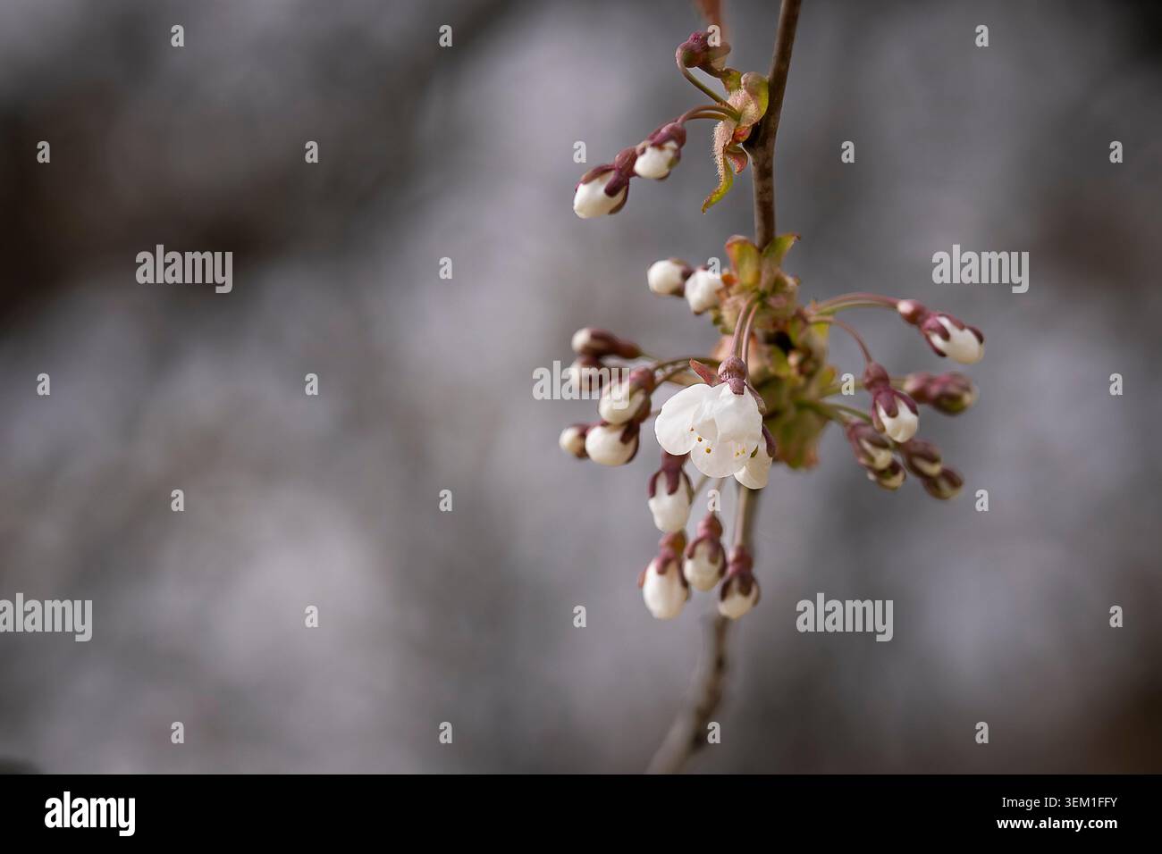 Delicate white cherry blossom buds and an opening flower on a branch in early spring, captured in soft natural light with a blurred background. Stock Photo