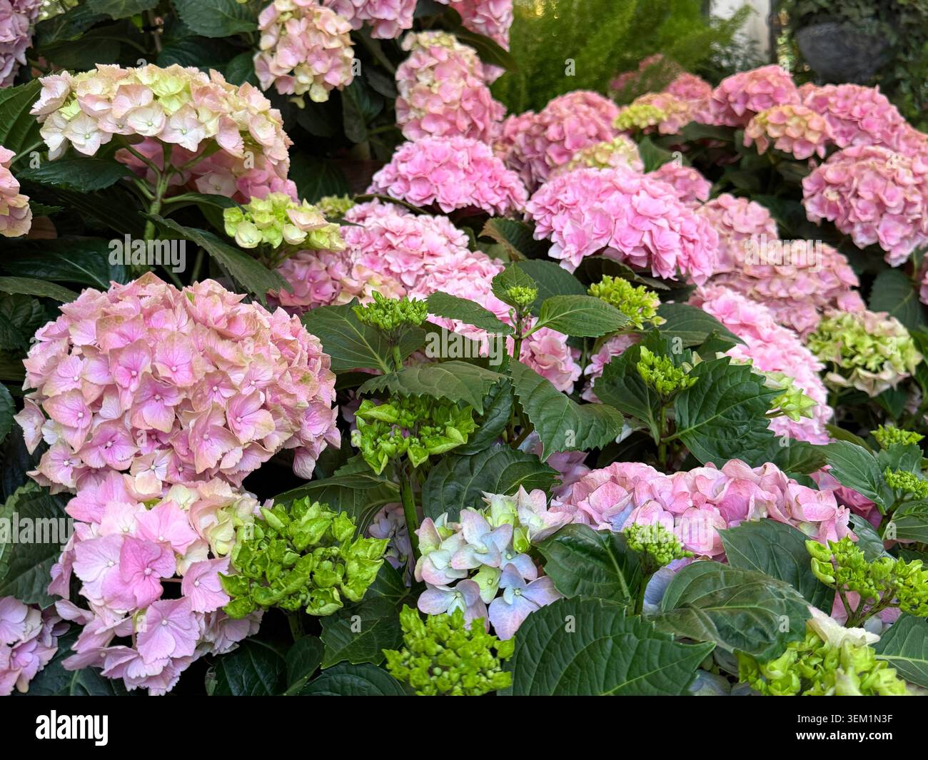 Hydrangea macrophylla pink flowering shrub Stock Photo