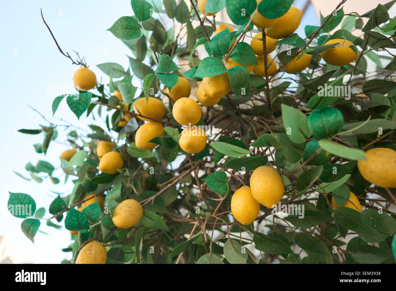 Ripe yellow lemons on leafy branches Stock Photo