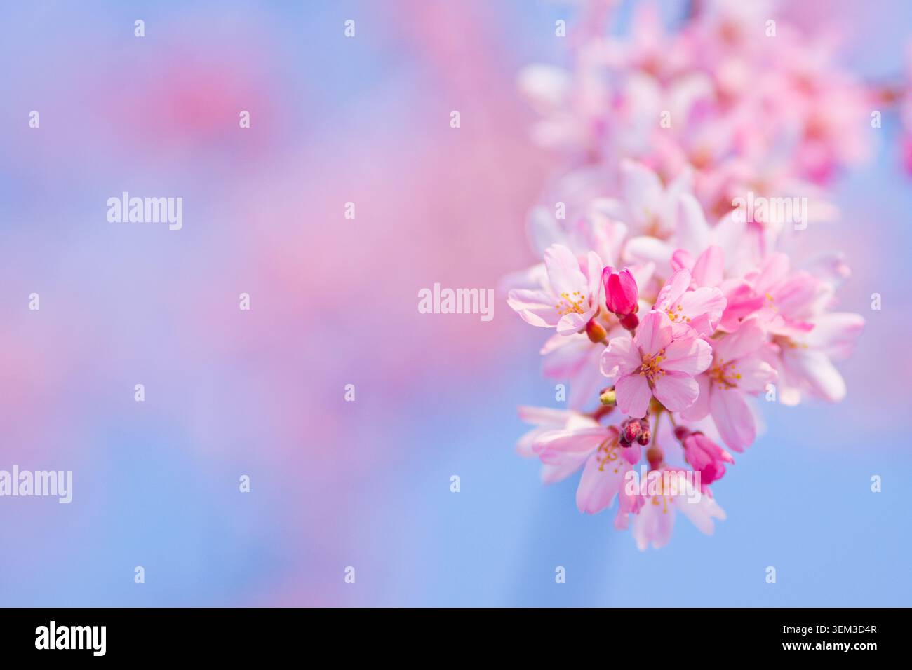 Delicate designs hi-res stock photography and images - Alamy