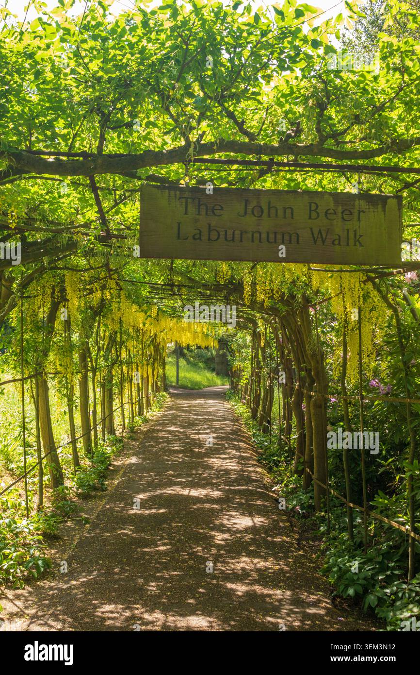 The John Beer Laburnam Walk, Pembroke Lodge Gardens, Richmond Park, London, UK Stock Photo